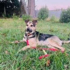 Dylan, a Adoptable mixed breed in Manhasset, NY image 6/6