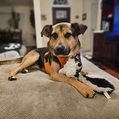 Dylan, a Adoptable mixed breed in Manhasset, NY image 4/6