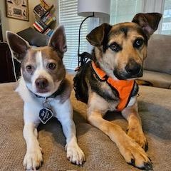 Dylan, a Adoptable mixed breed in Manhasset, NY image 2/6