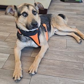 Dylan, a Adoptable mixed breed in Manhasset, NY image 3/6