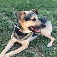 Dylan, a Adoptable mixed breed in Manhasset, NY image 1/6