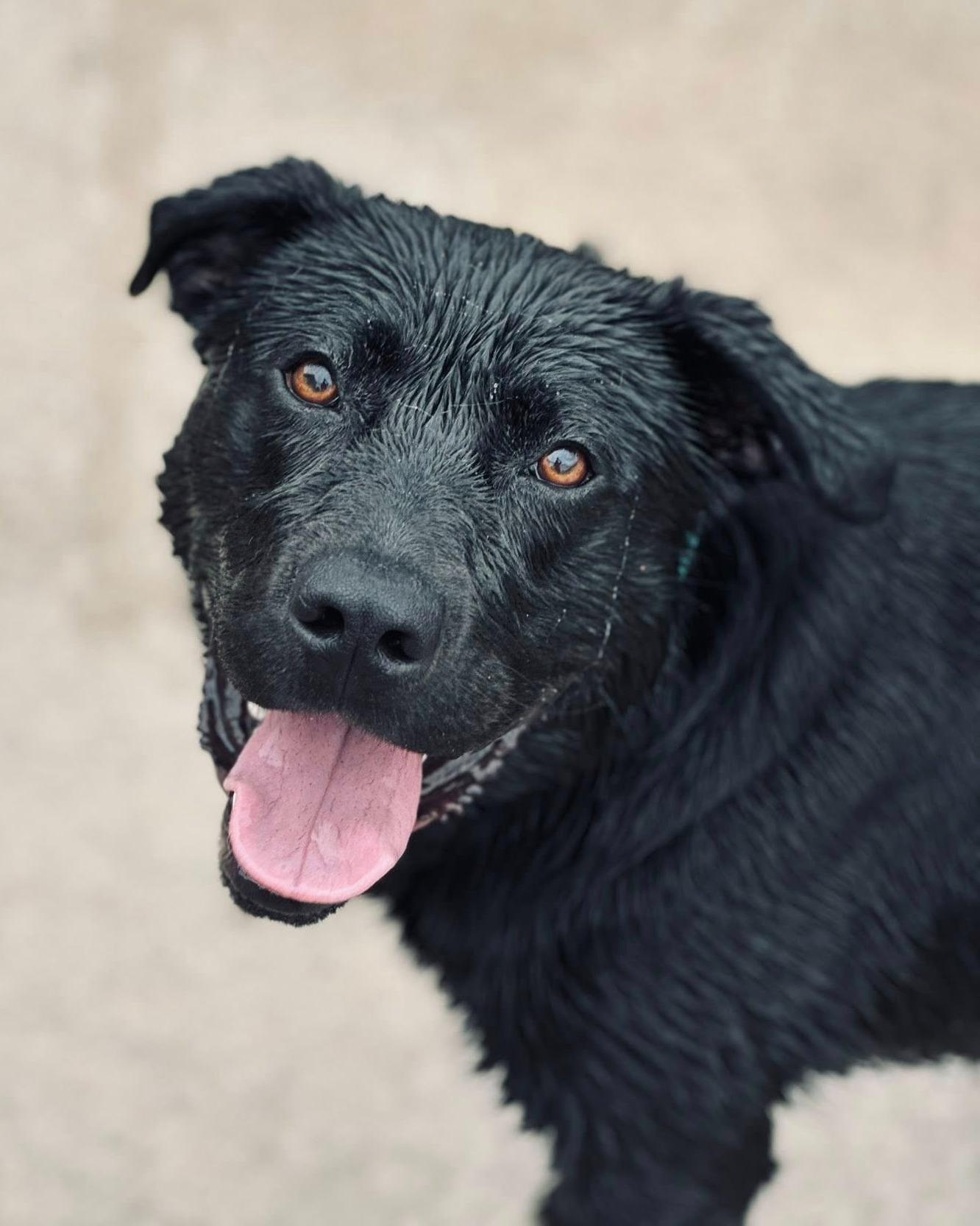 Poncho, ADOPTABLE, Adult Male Black Labrador Retriever.