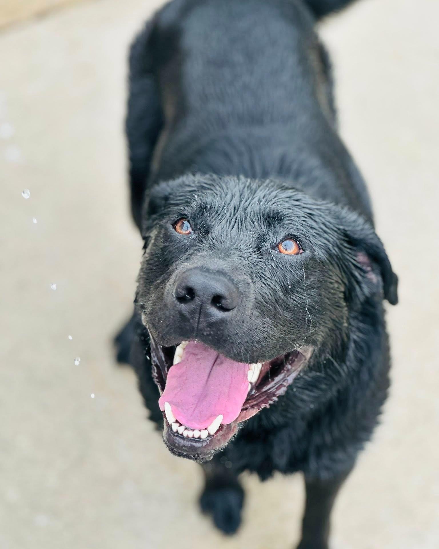 Poncho, a ADOPTABLE mixed breed in Fremont, MI image 2/3