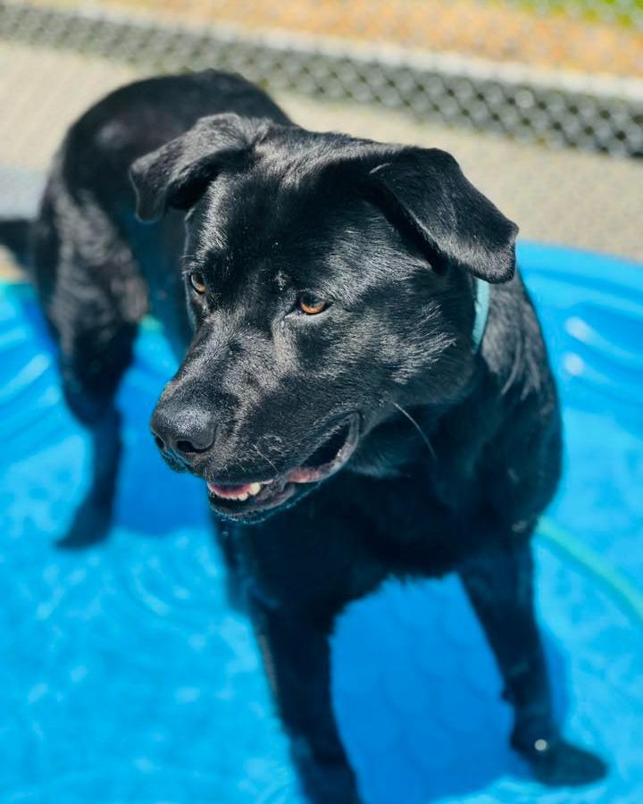 Poncho, a ADOPTABLE mixed breed in Fremont, MI image 3/3
