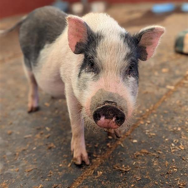 Waylon Smithers, Adoptable, Adult Male Vietnamese Pot Bellied.