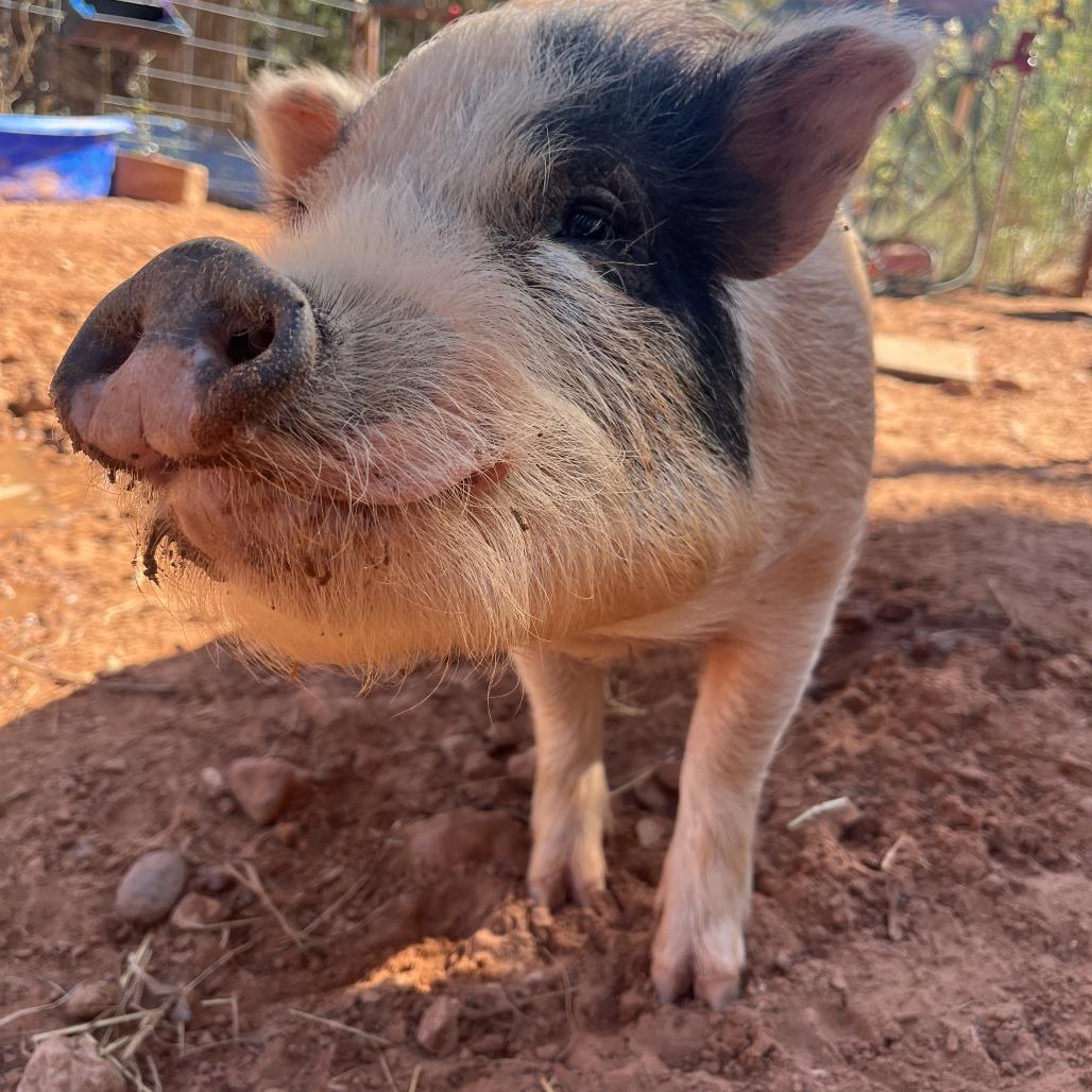 Enlarge Waylon Smithers, a Adoptable Vietnamese Pot Bellied in Kanab, UT image 2/3