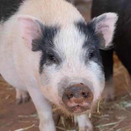 Enlarge Waylon Smithers, a Adoptable Vietnamese Pot Bellied in Kanab, UT image 3/3