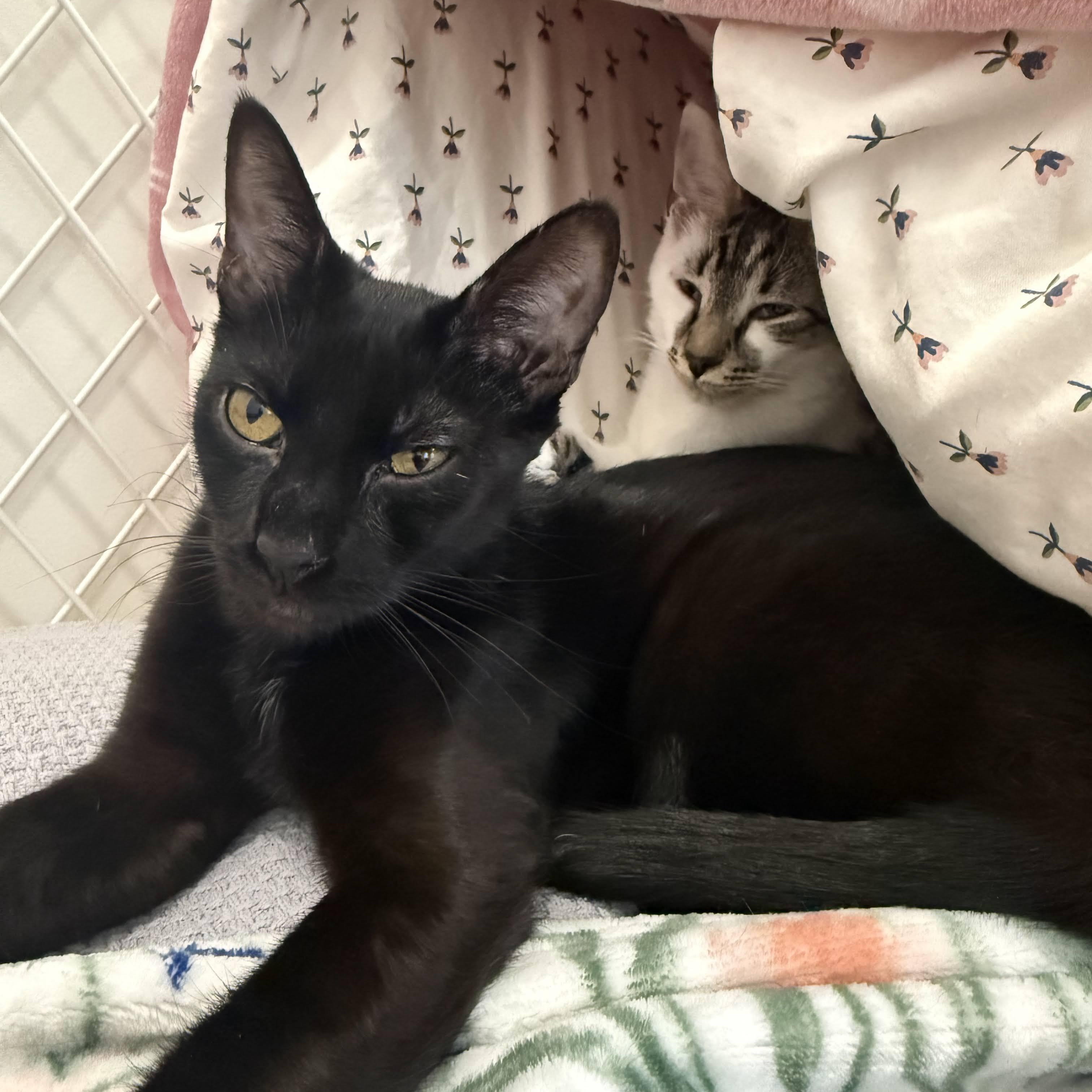 Enlarge Birdie the Boss & Zesty Zach, an adopted Domestic Short Hair in Bolton, MA image 2/6