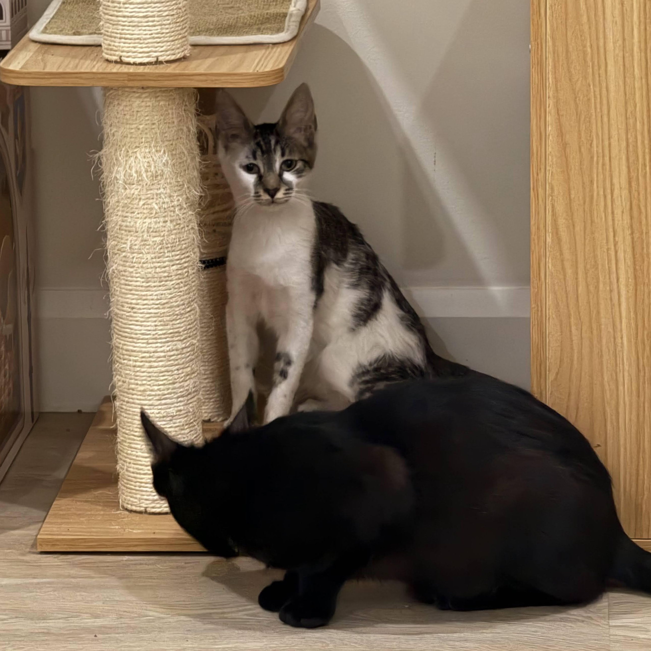 Enlarge Birdie the Boss & Zesty Zach, an adopted Domestic Short Hair in Bolton, MA image 3/6