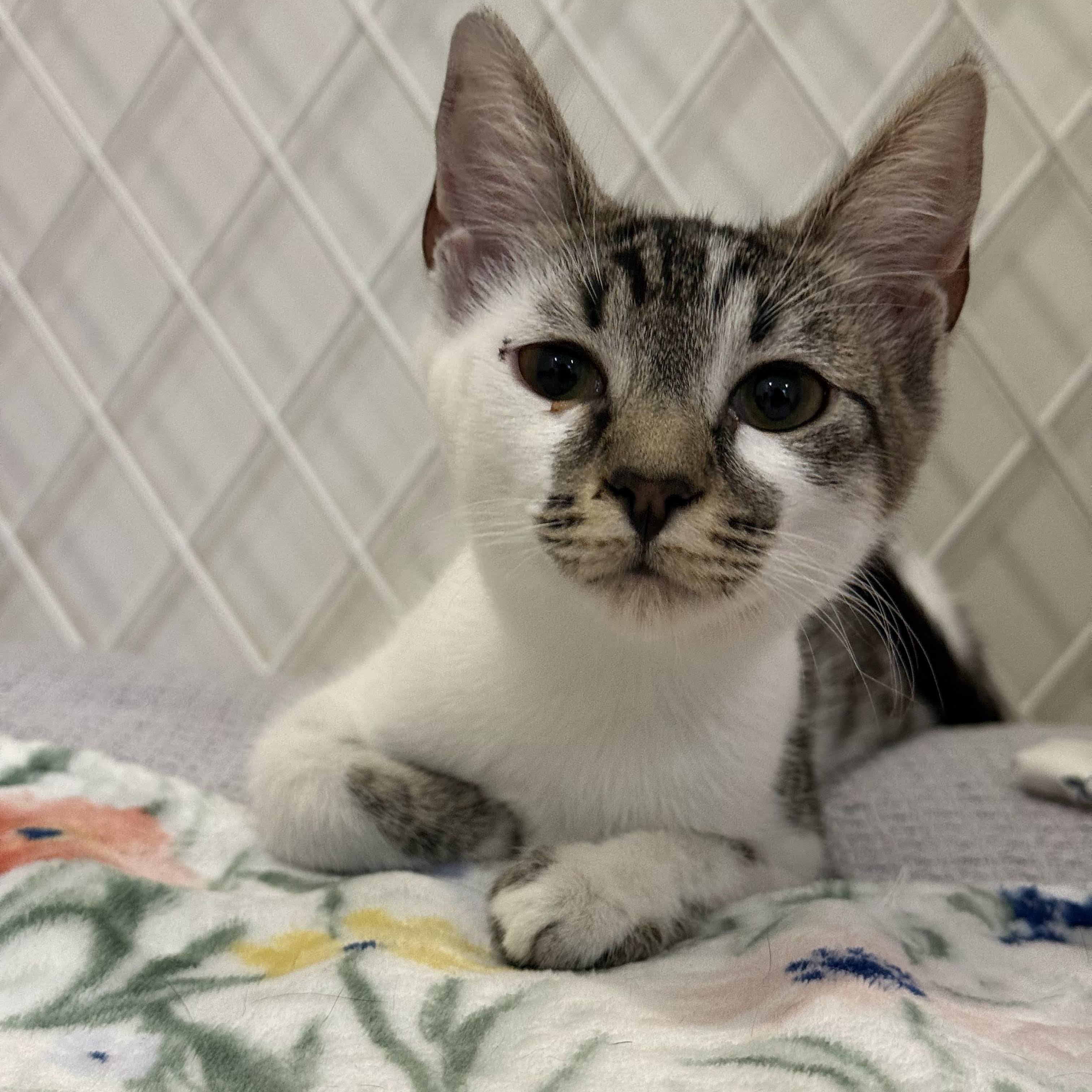 Enlarge Birdie the Boss & Zesty Zach, an adopted Domestic Short Hair in Bolton, MA image 4/6