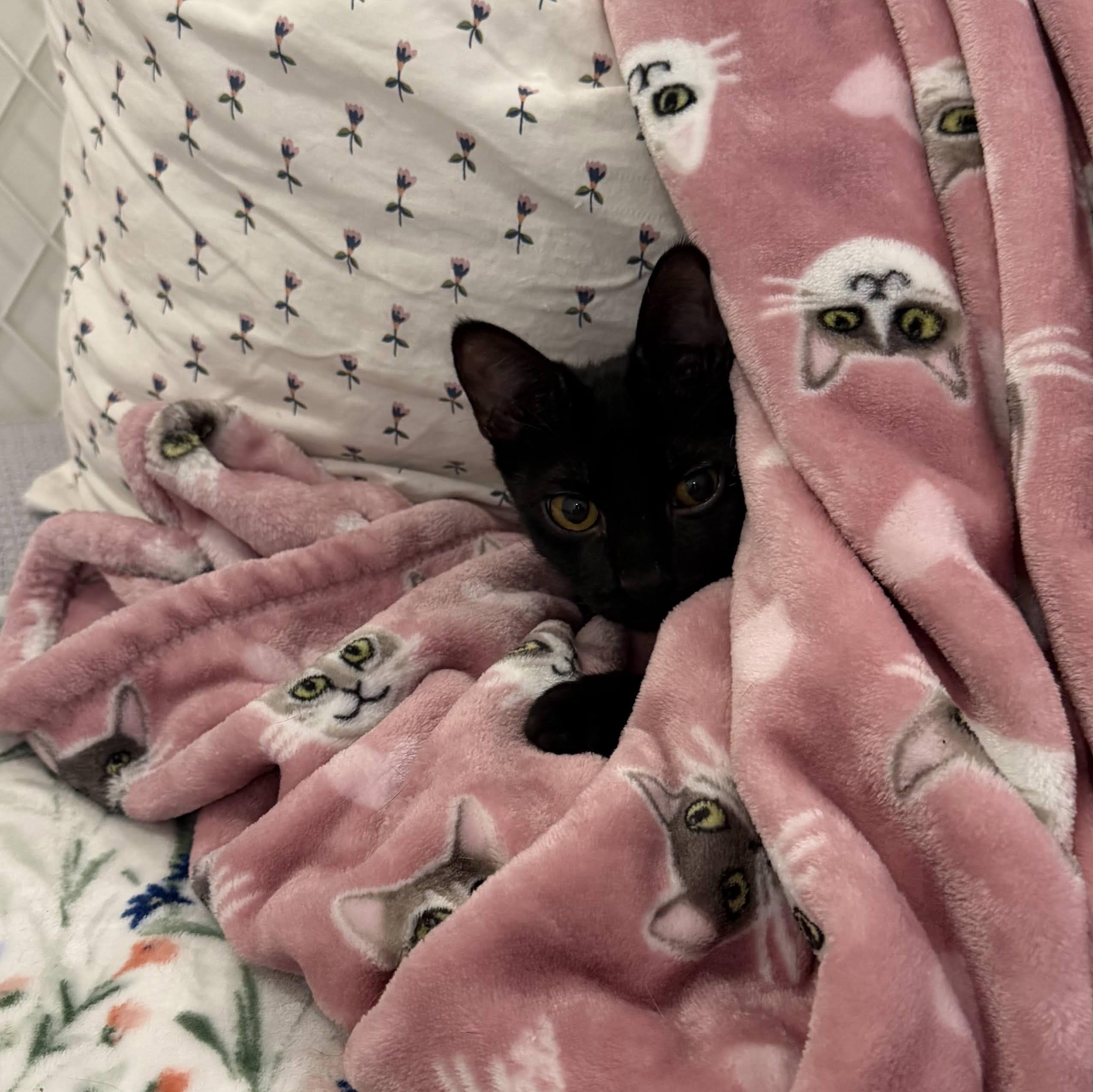 Enlarge Birdie the Boss & Zesty Zach, an adopted Domestic Short Hair in Bolton, MA image 5/6