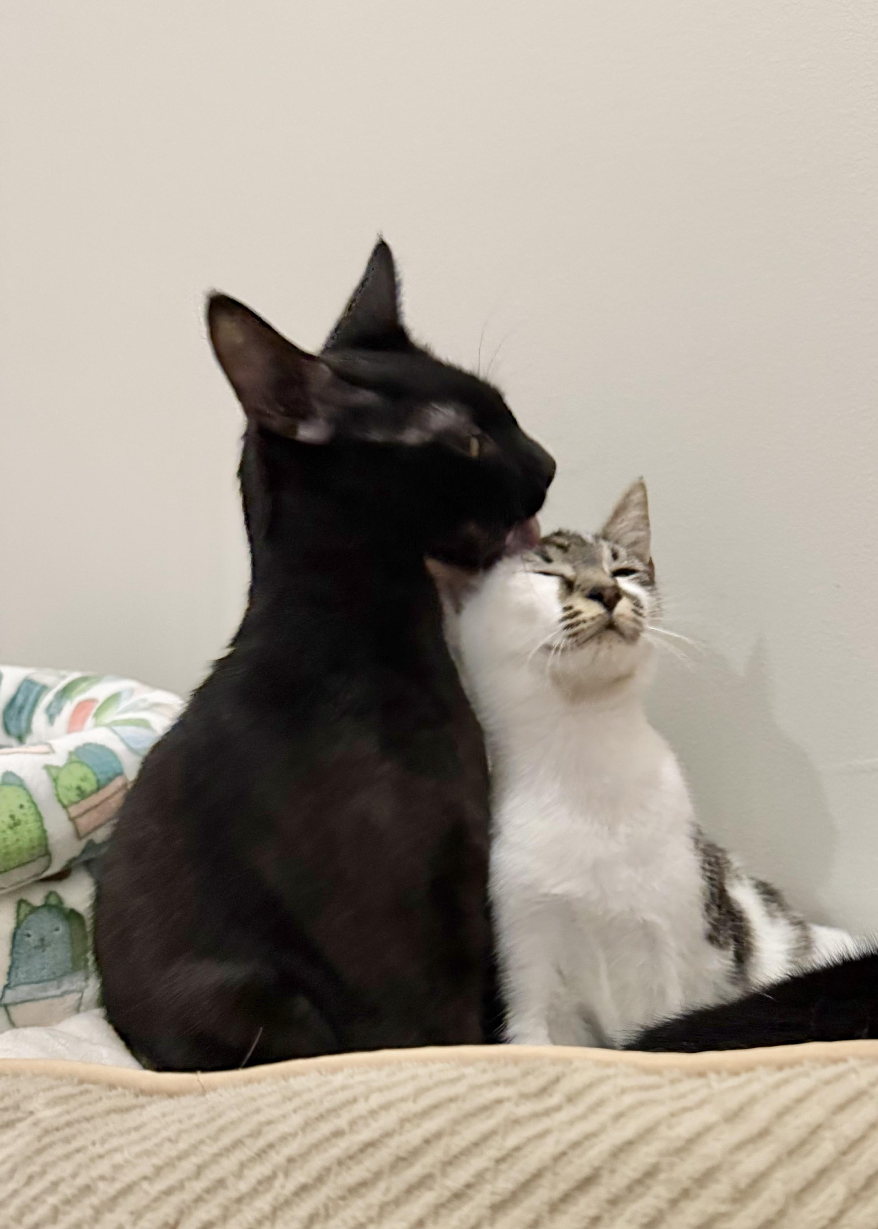 Enlarge Birdie the Boss & Zesty Zach, an adopted Domestic Short Hair in Bolton, MA image 6/6