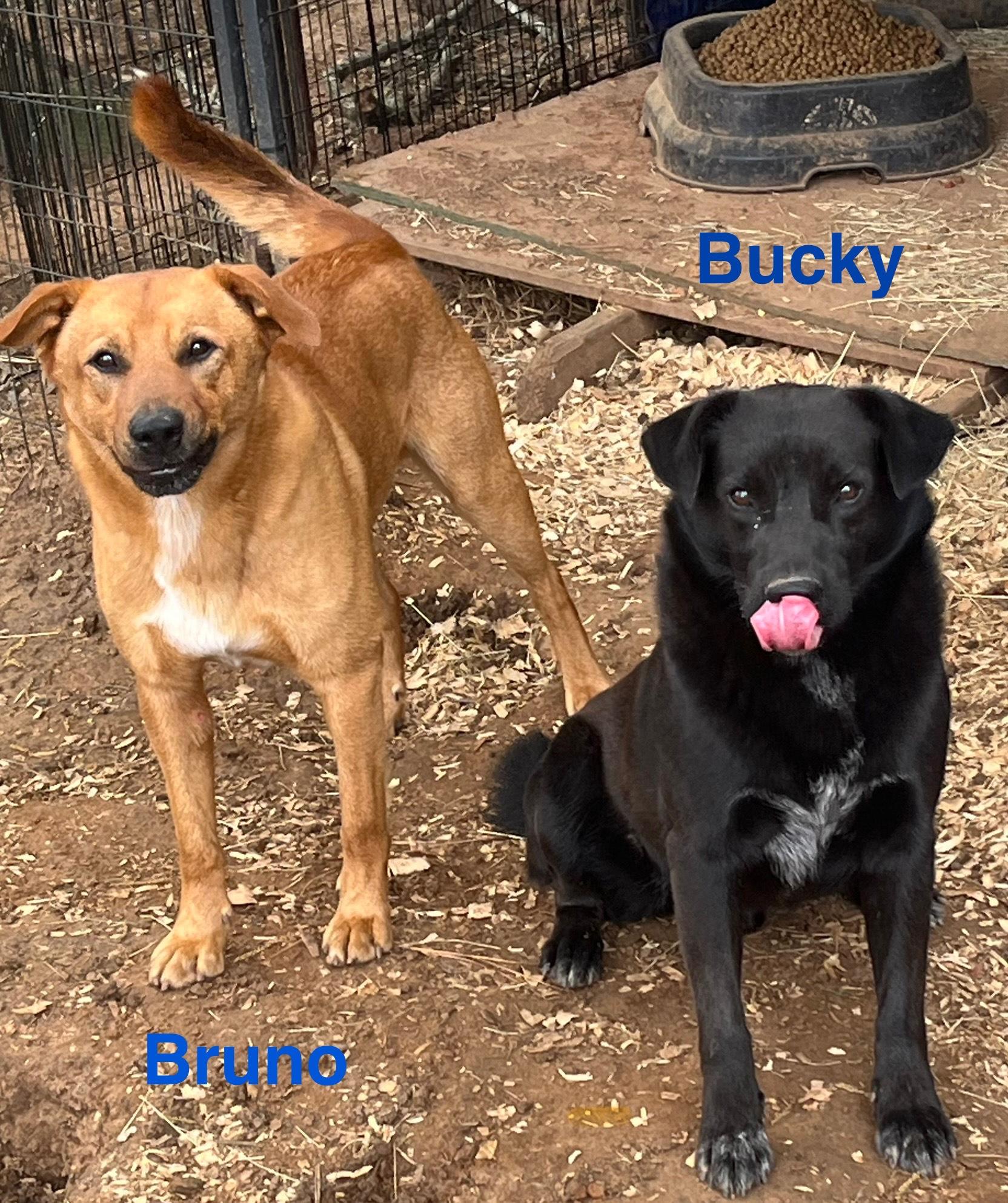 bucky and bruno, Adoptable, Adult Male Mixed Breed & Border Collie.