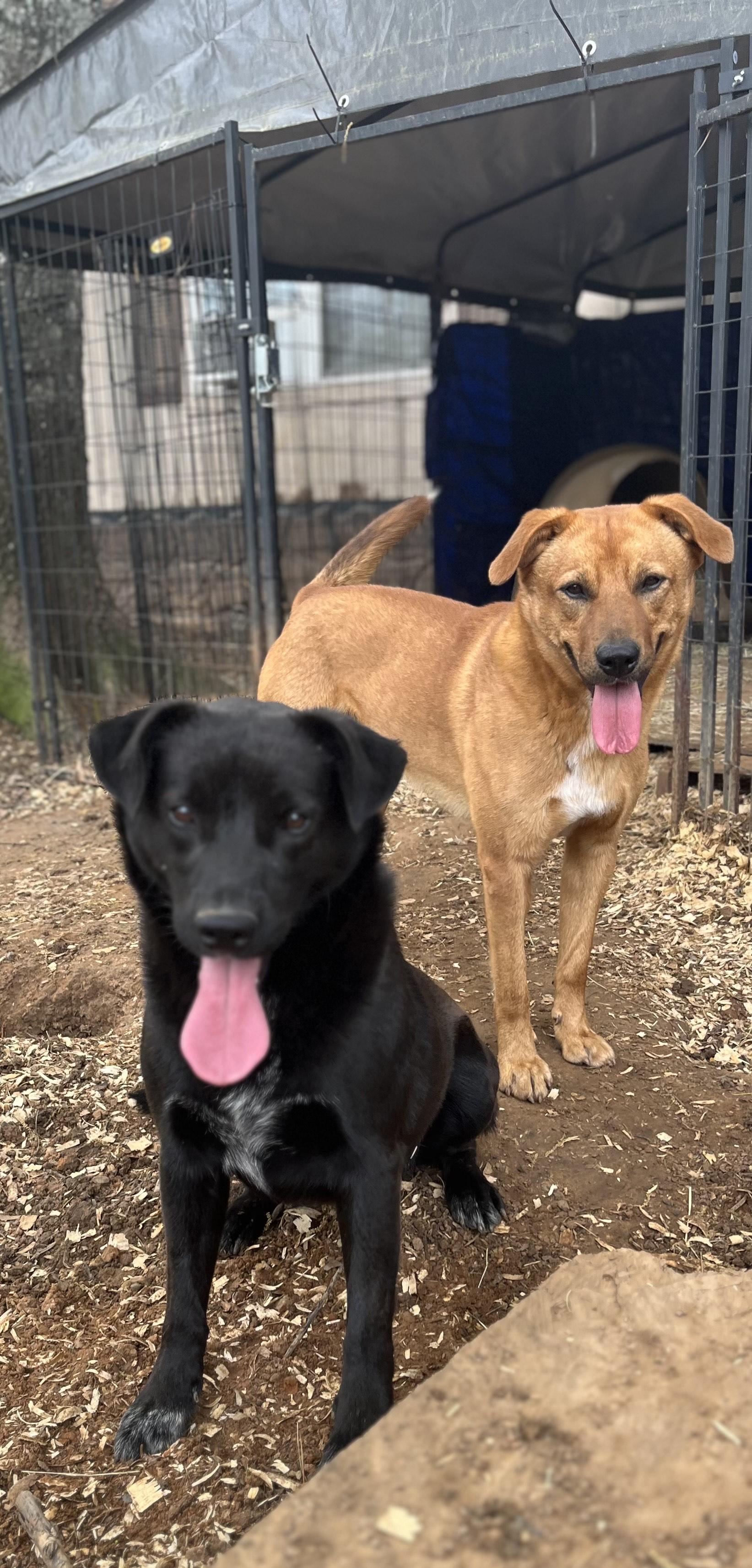 bucky and bruno, a Adoptable mixed breed in Texarkana, TX image 3/3
