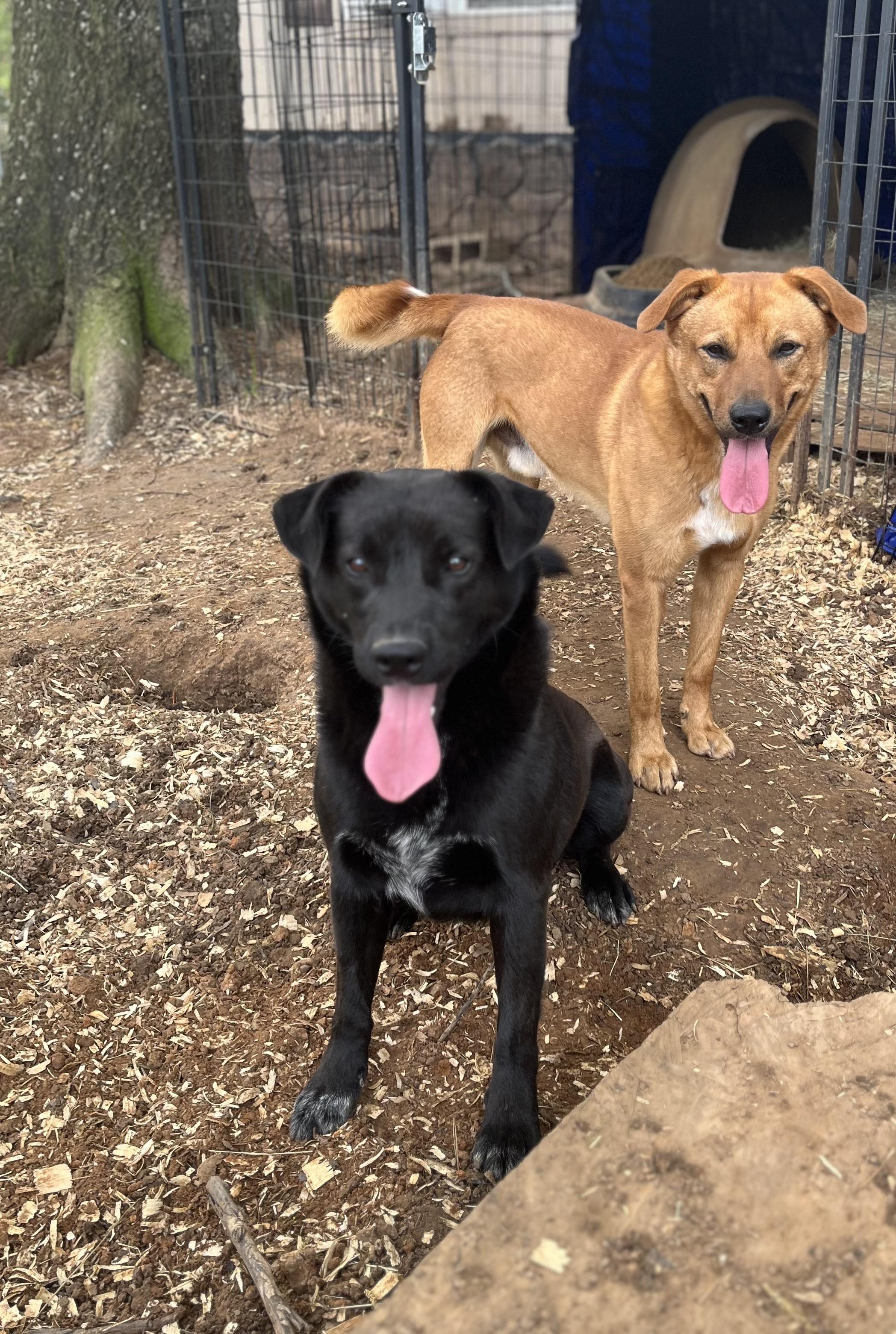 bucky and bruno, a Adoptable mixed breed in Texarkana, TX image 2/3