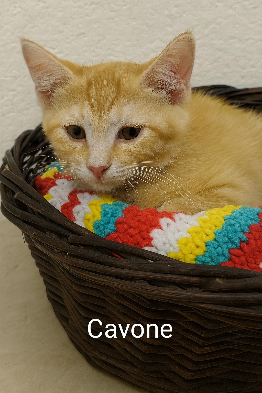 Enlarge Cavone, a Adoptable Domestic Short Hair in Mount Laurel, NJ image 1/2