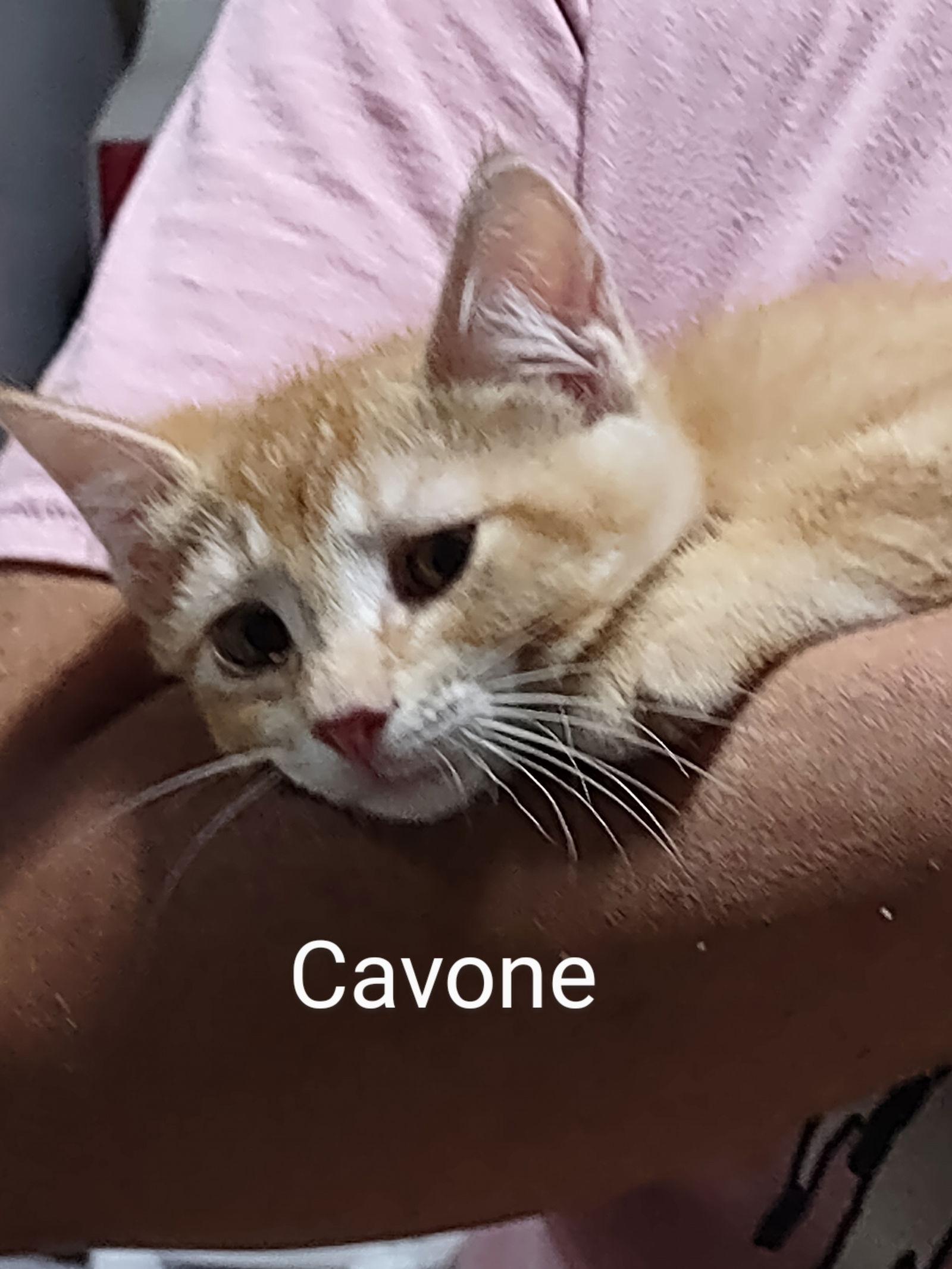 Enlarge Cavone, a Adoptable Domestic Short Hair in Mount Laurel, NJ image 2/2