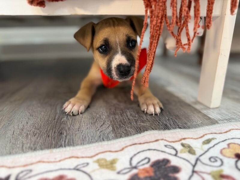 Jerry Joy — thumbnail 2