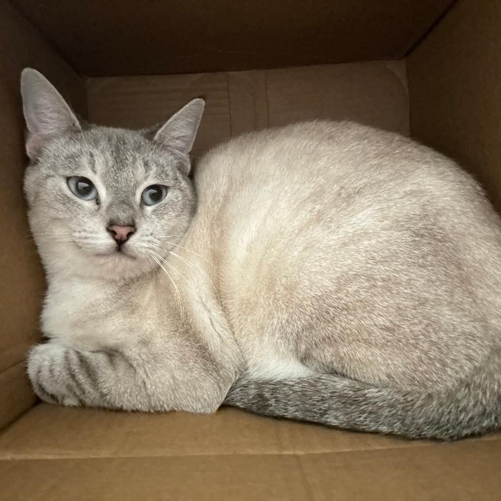 Misty, Adoptable, Adult Female Domestic Short Hair.