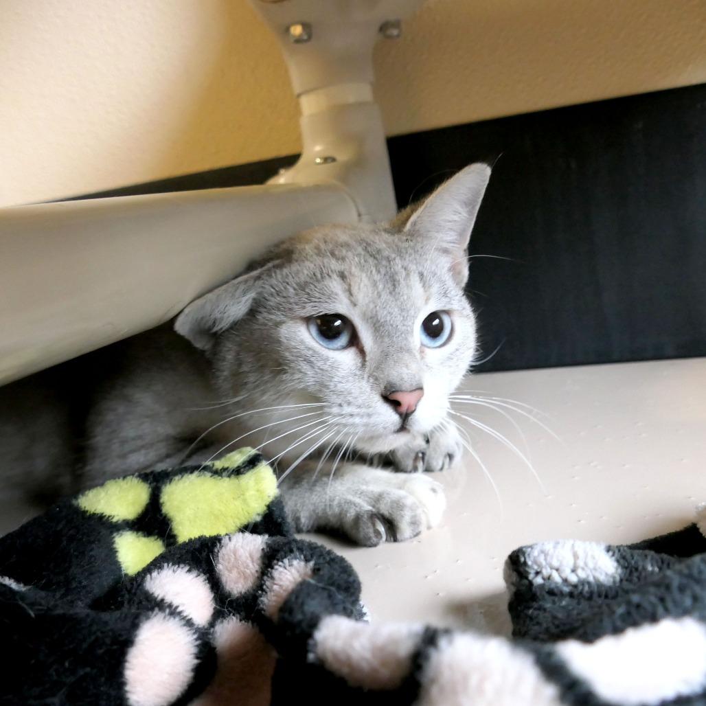 Misty, a Adoptable Domestic Short Hair in Greensboro, GA image 2/4