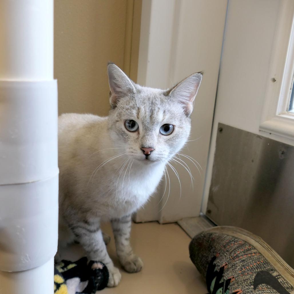 Misty, a Adoptable Domestic Short Hair in Greensboro, GA image 3/4