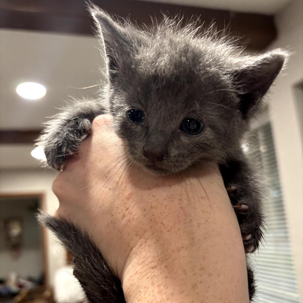 Enlarge Jade, a Adoptable Domestic Short Hair in Katy, TX image 1/2