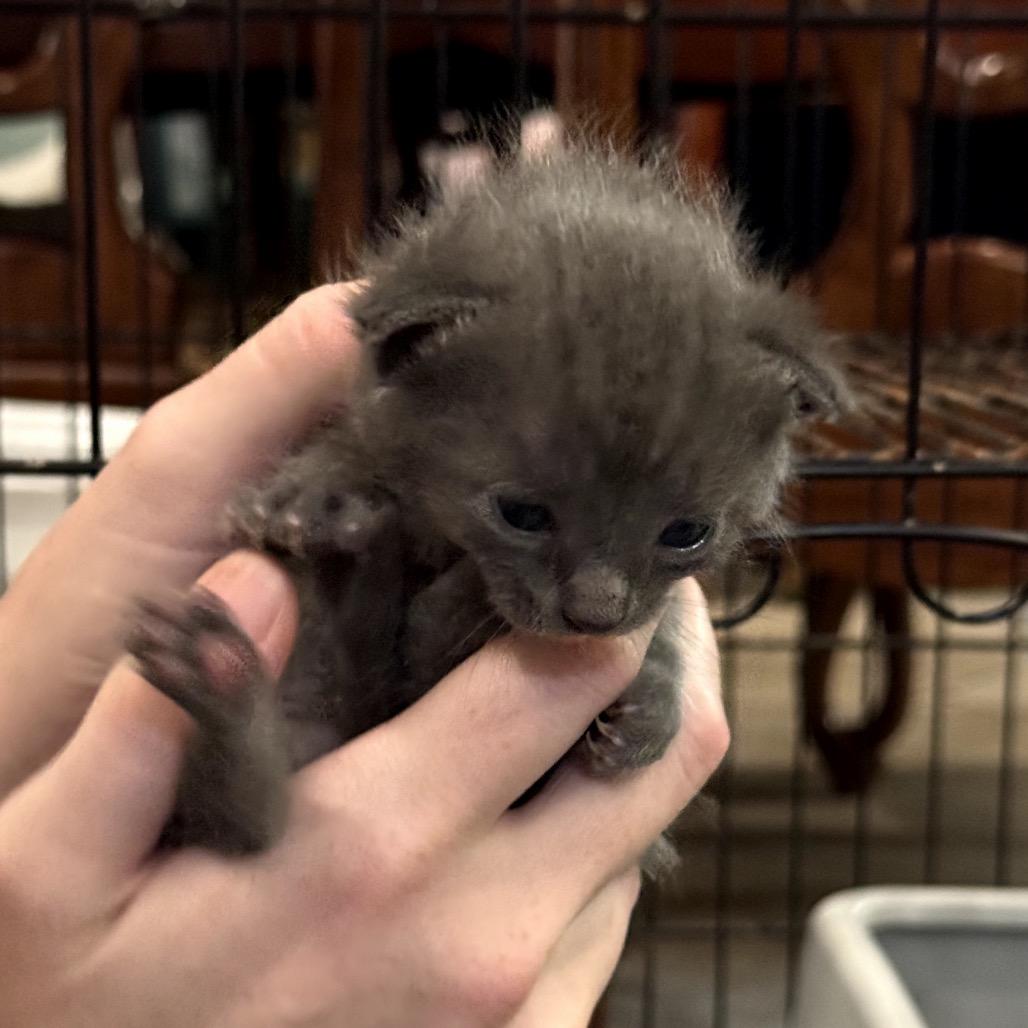 Enlarge Jade, a Adoptable Domestic Short Hair in Katy, TX image 2/2