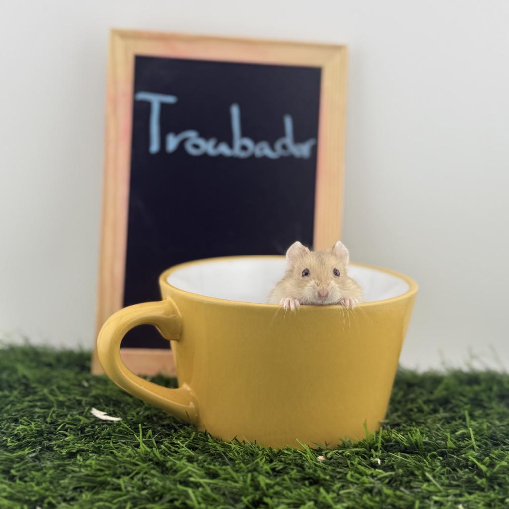Troubadour, Adoptable, Young Male Dwarf Hamster.