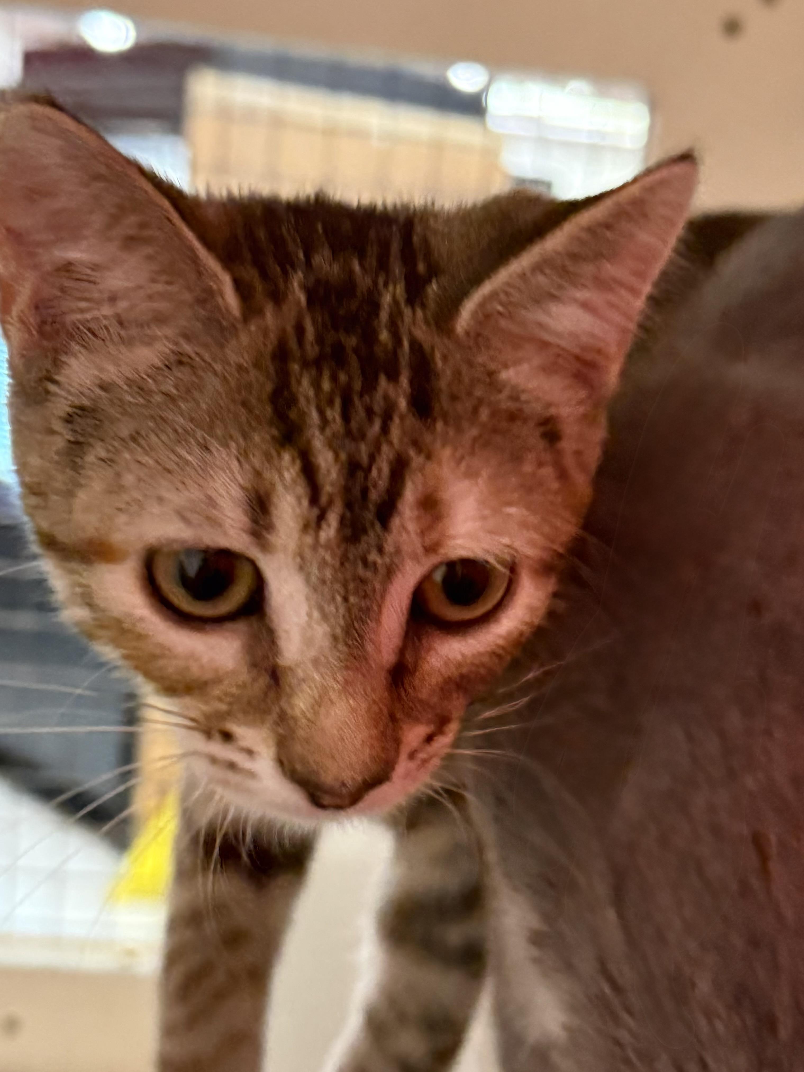FIONA, adopted, Kitten Female Tabby & Calico.