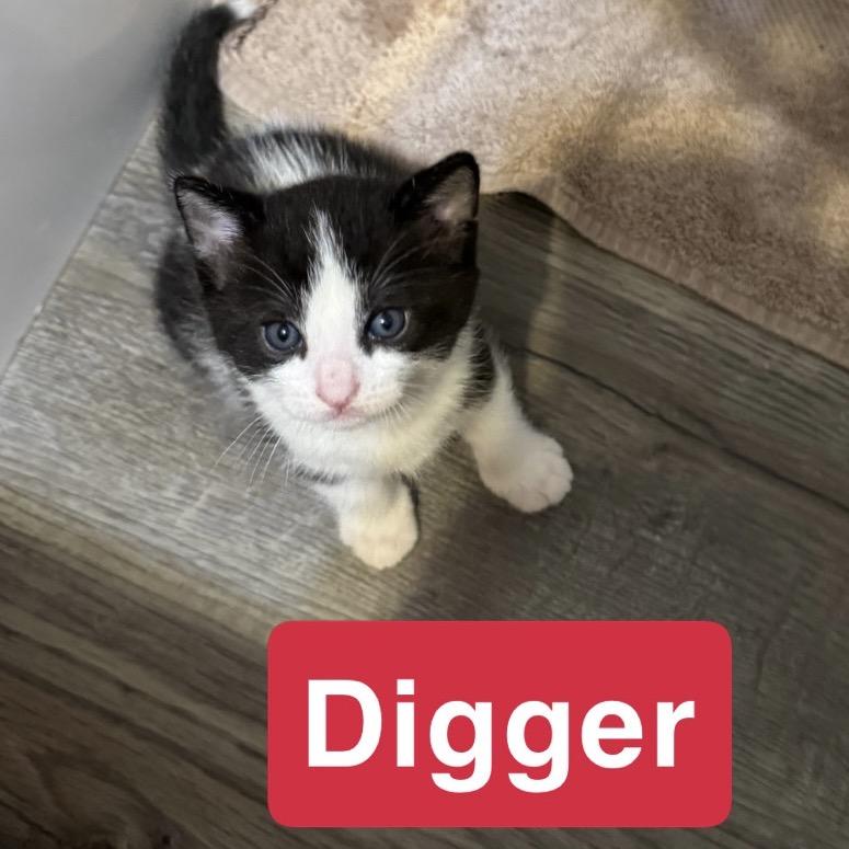 Enlarge Digger, a Adoptable Domestic Short Hair in Woodstock, ON image 1/4