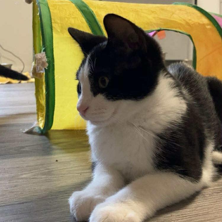 Enlarge Digger, a Adoptable Domestic Short Hair in Woodstock, ON image 2/4