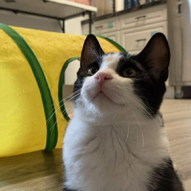 Enlarge Digger, a Adoptable Domestic Short Hair in Woodstock, ON image 4/4