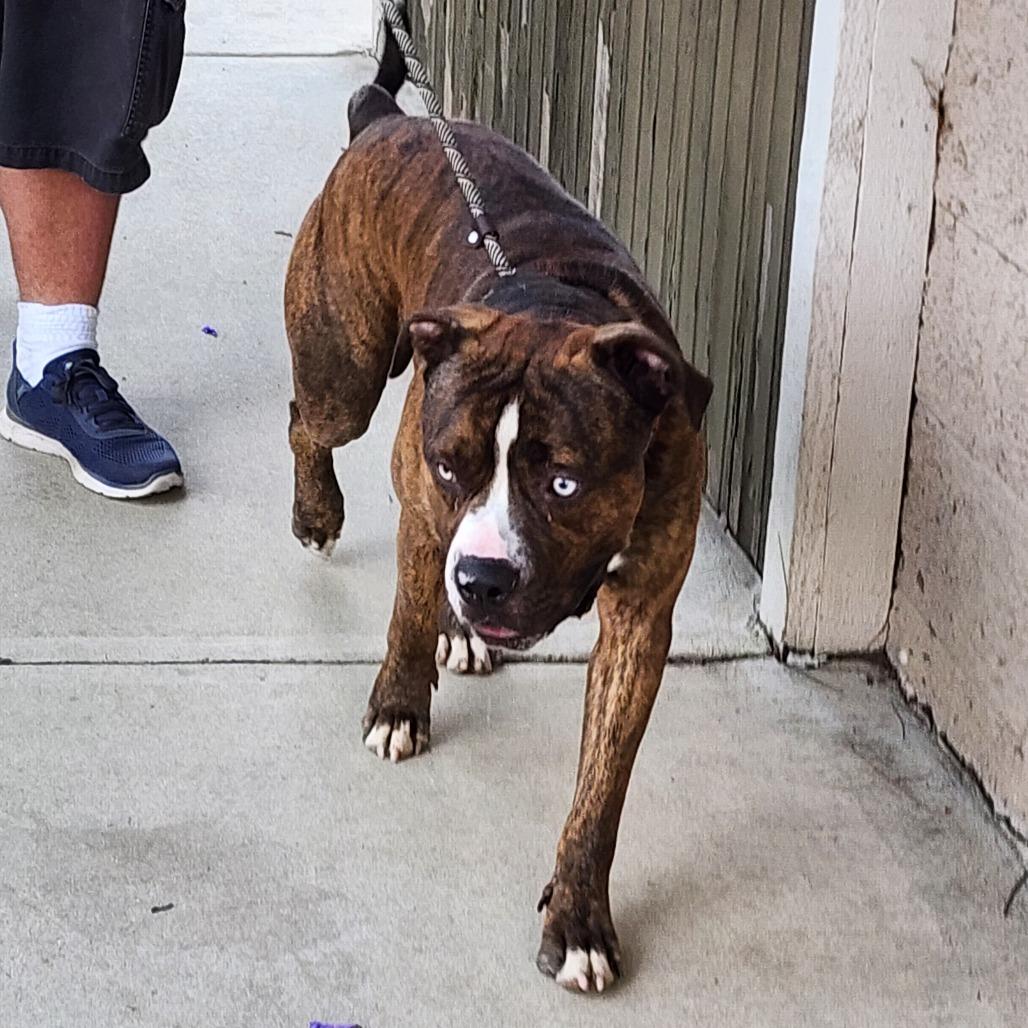 Blue C  Costa thumbnail 3