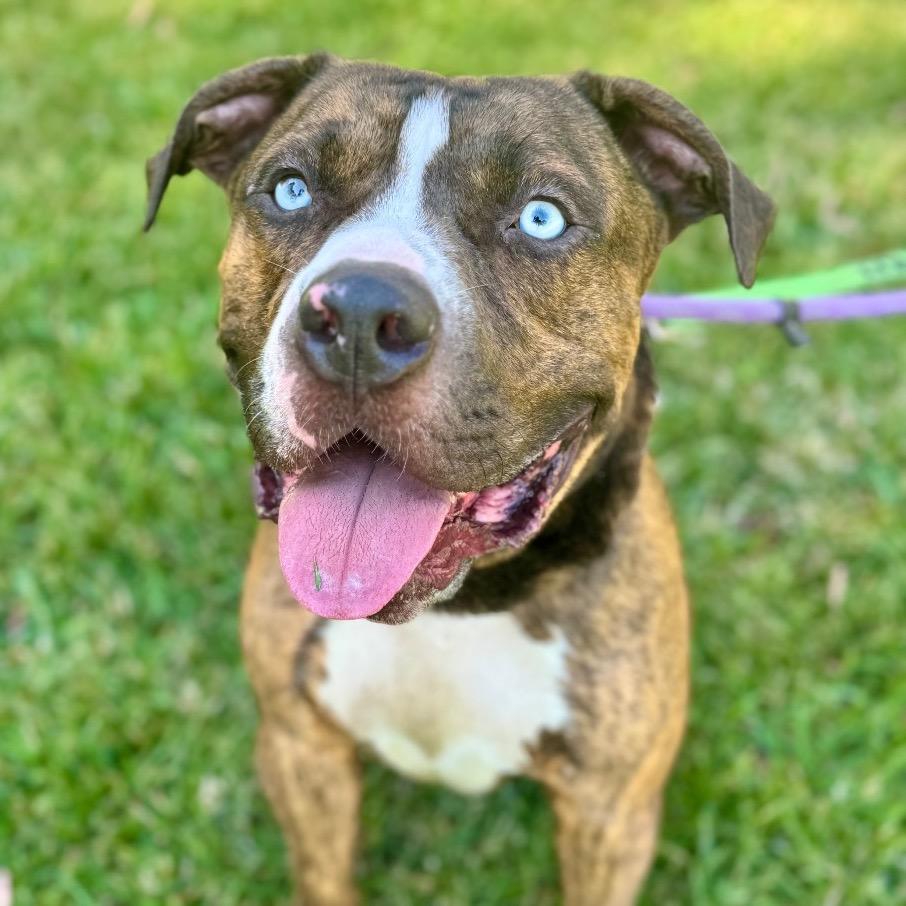 Blue C  Costa thumbnail 4