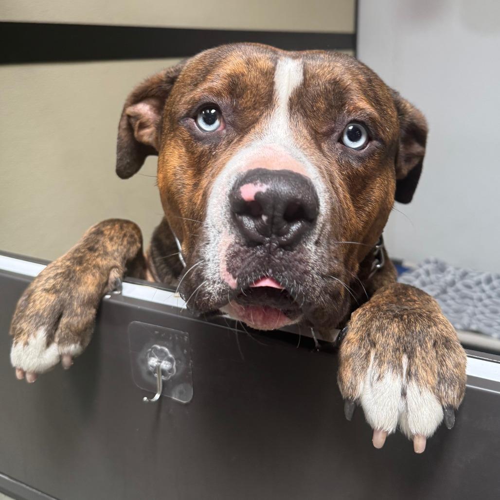 Blue C  Costa thumbnail 5