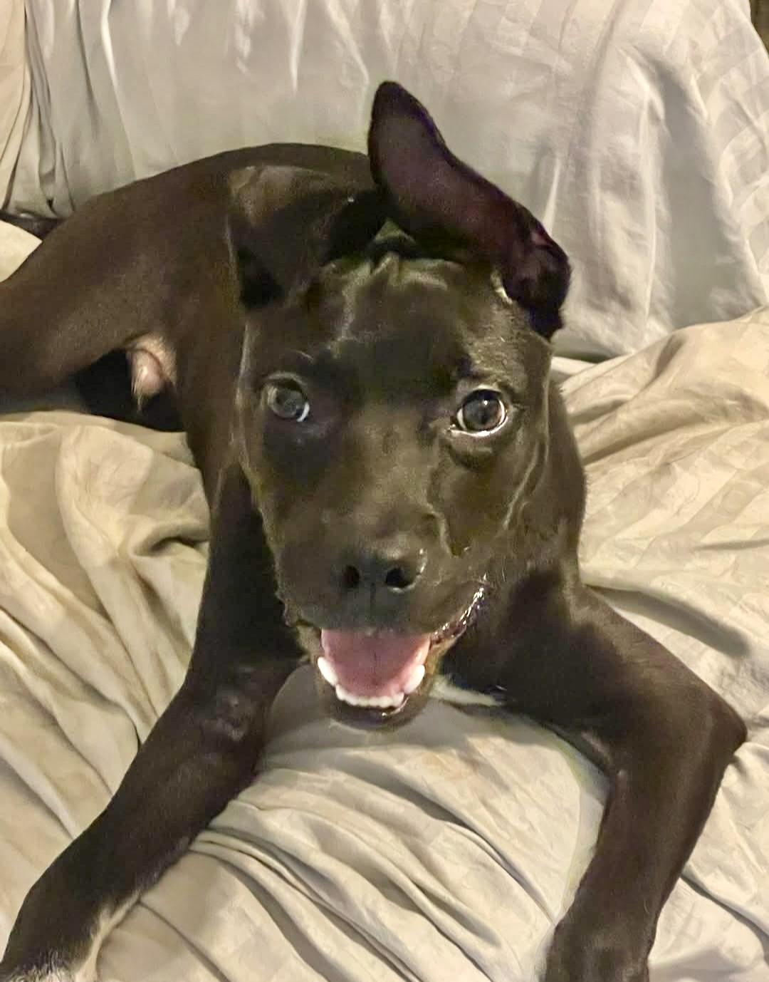 Enlarge Valdor, a Adoptable Black Labrador Retriever in Roswell, GA image 2/3