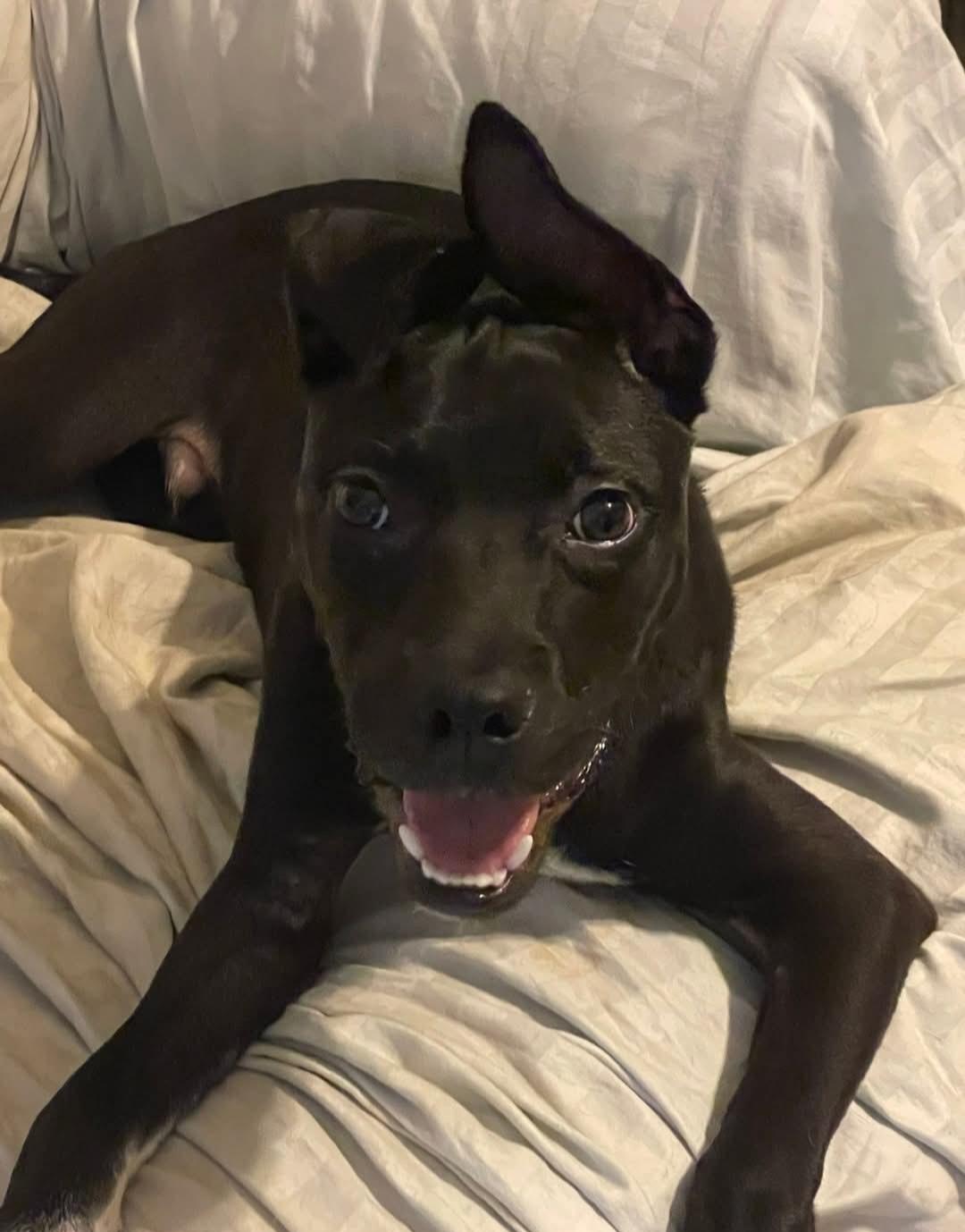 Valdor, a Adoptable Black Labrador Retriever in Roswell, GA image 1/2
