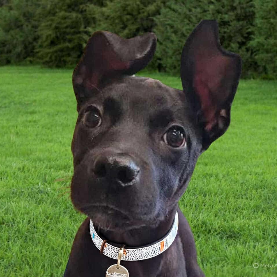 Enlarge Valdor, a Adoptable Black Labrador Retriever in Roswell, GA image 1/3