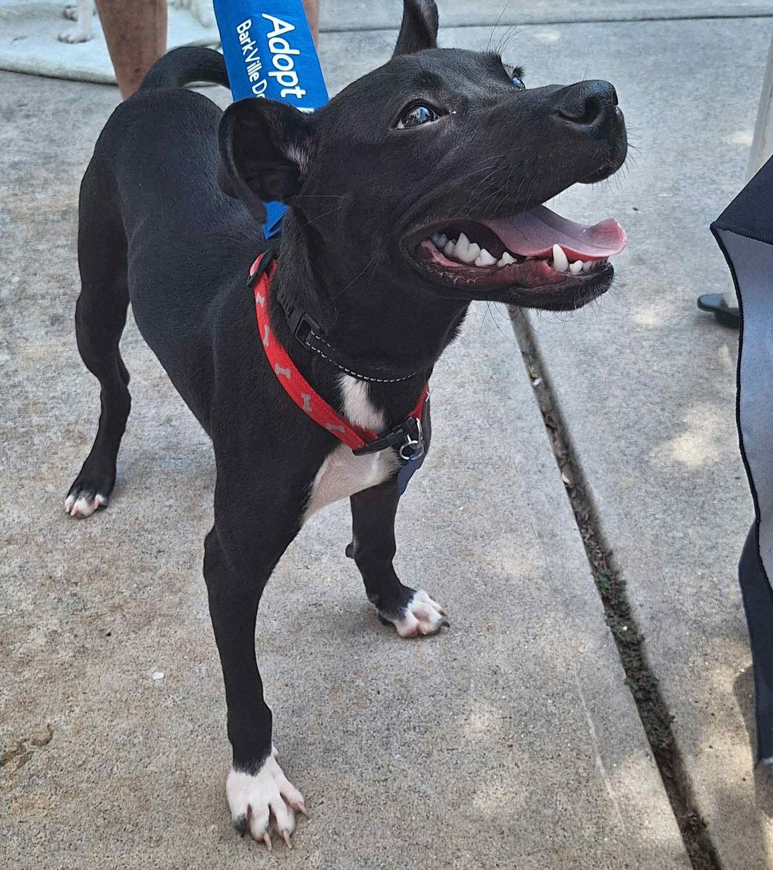 Valdor, a Adoptable Black Labrador Retriever in Roswell, GA image 2/2
