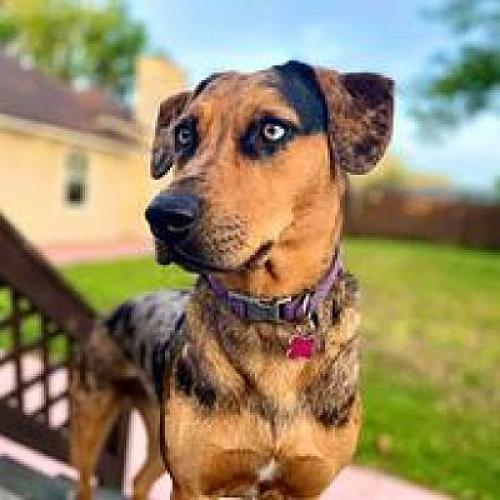 Luna, Adoptable, Adult Female Catahoula Leopard Dog & Australian Shepherd.