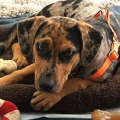 Luna, a Adoptable mixed breed in Jacksonville, FL image 4/4