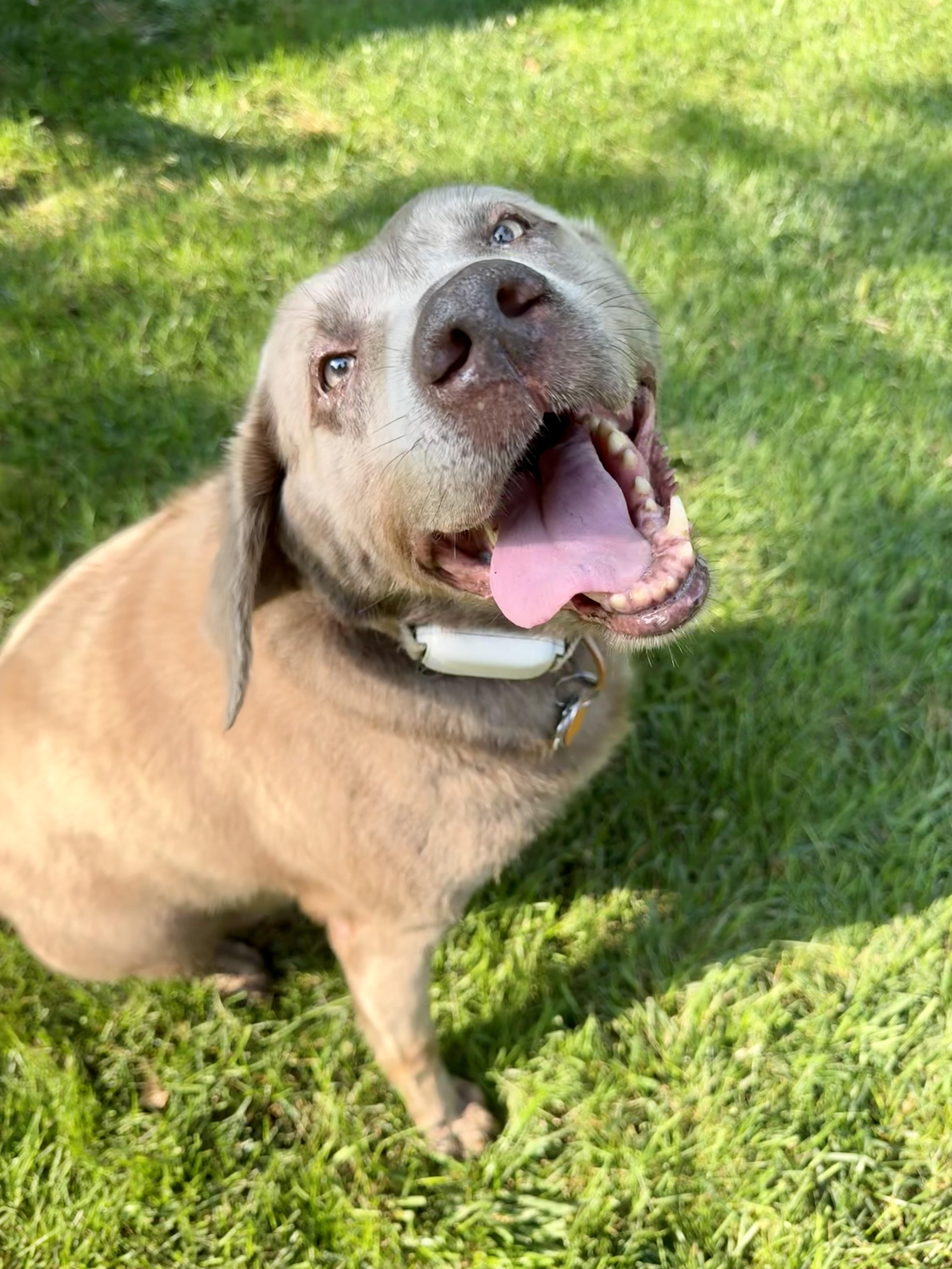 Enlarge Pippa, a Adoptable Labrador Retriever in Warrington, PA image 4/5