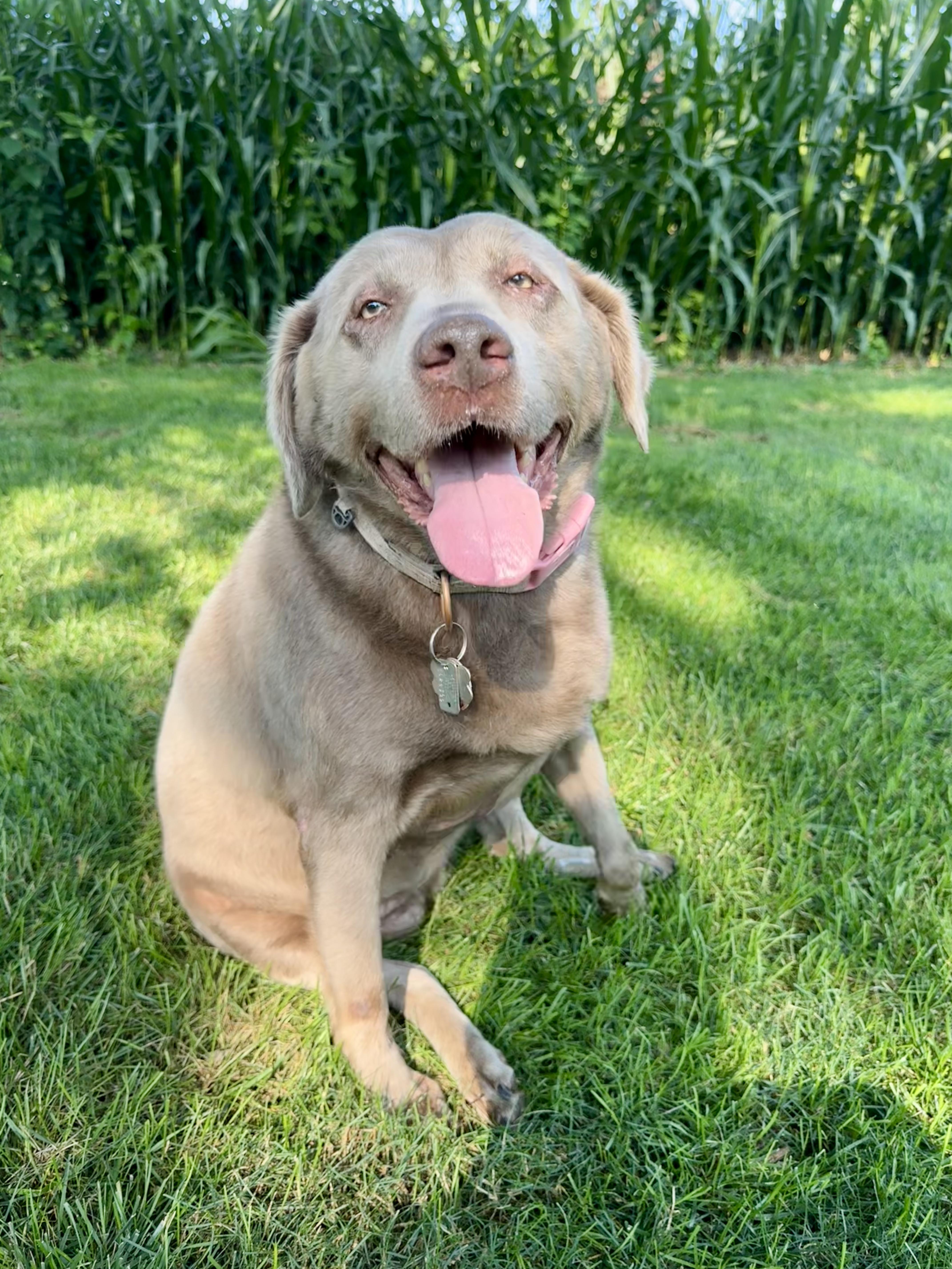 Pippa, Adoptable, Adult Female Labrador Retriever.