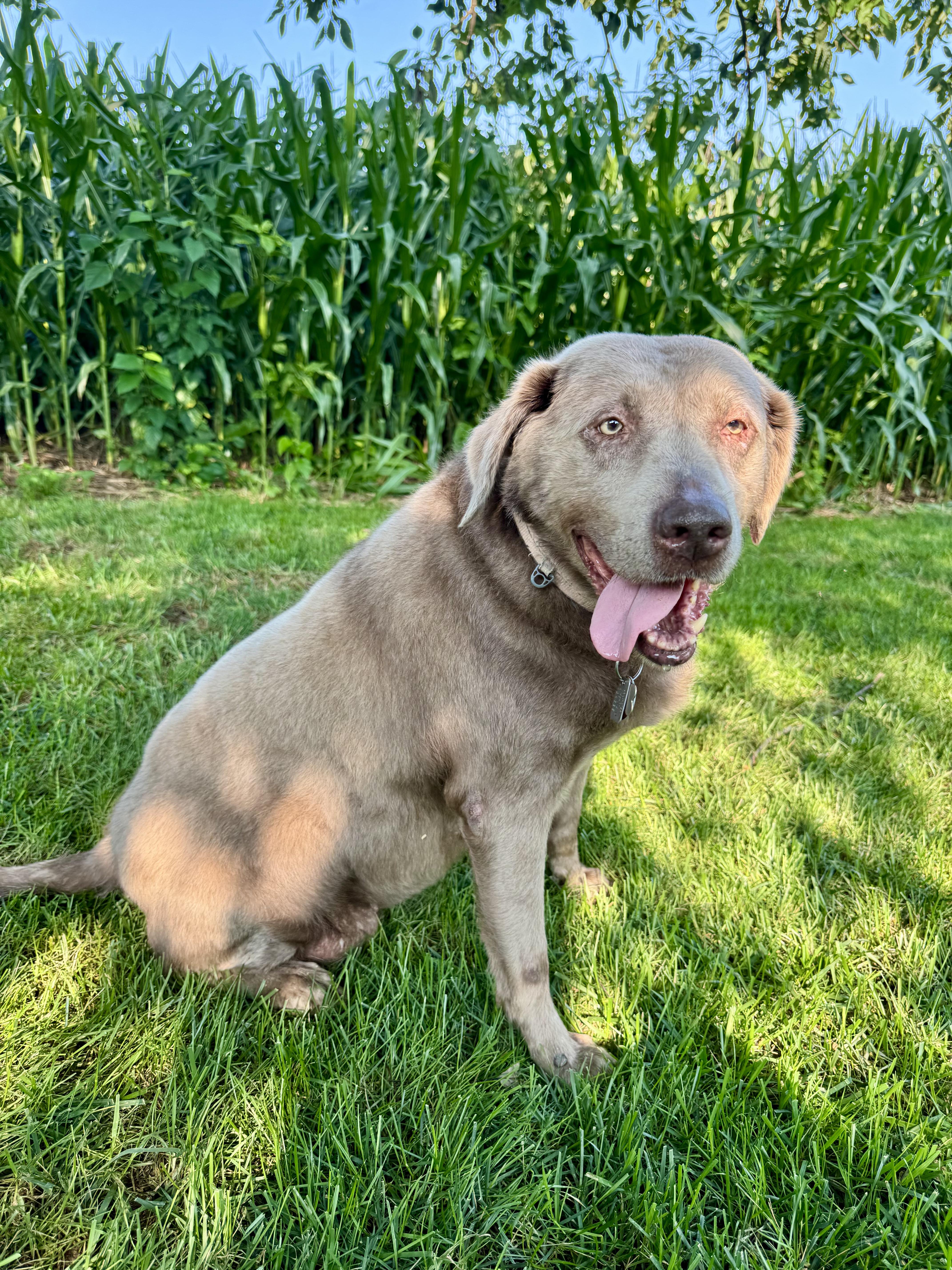 Enlarge Pippa, a Adoptable Labrador Retriever in Warrington, PA image 5/5