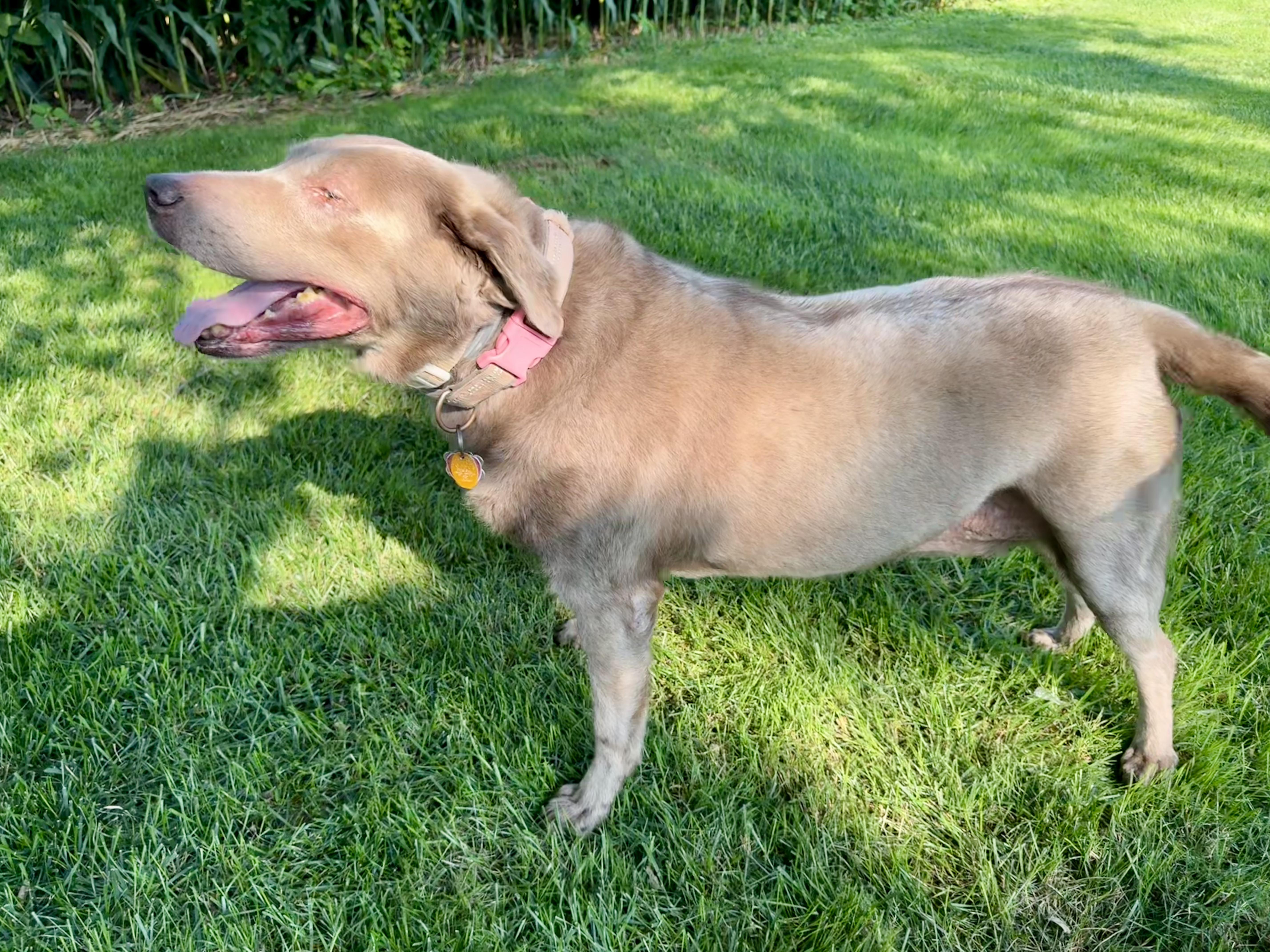 Enlarge Pippa, a Adoptable Labrador Retriever in Warrington, PA image 2/5