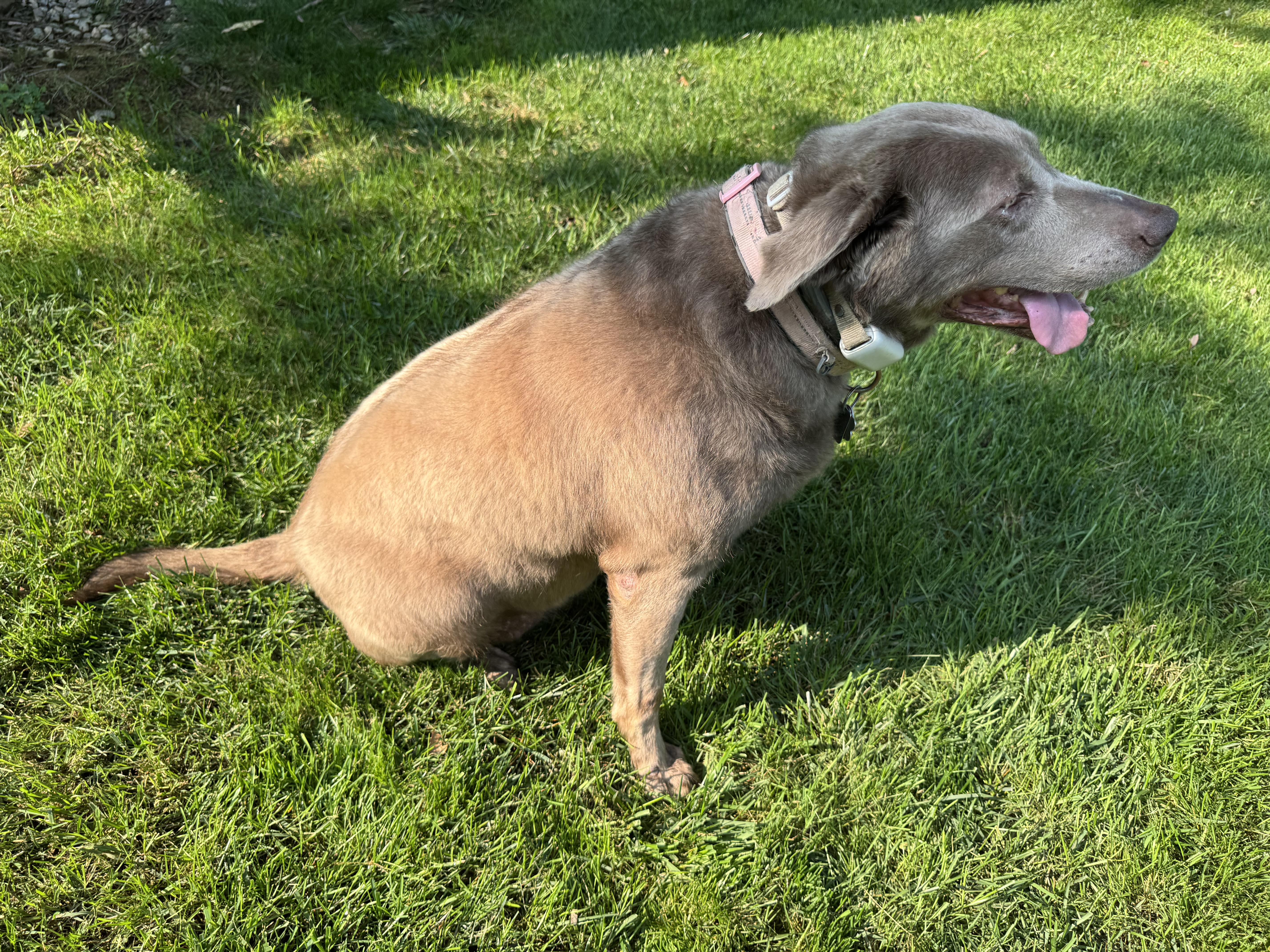 Enlarge Pippa, a Adoptable Labrador Retriever in Warrington, PA image 3/5