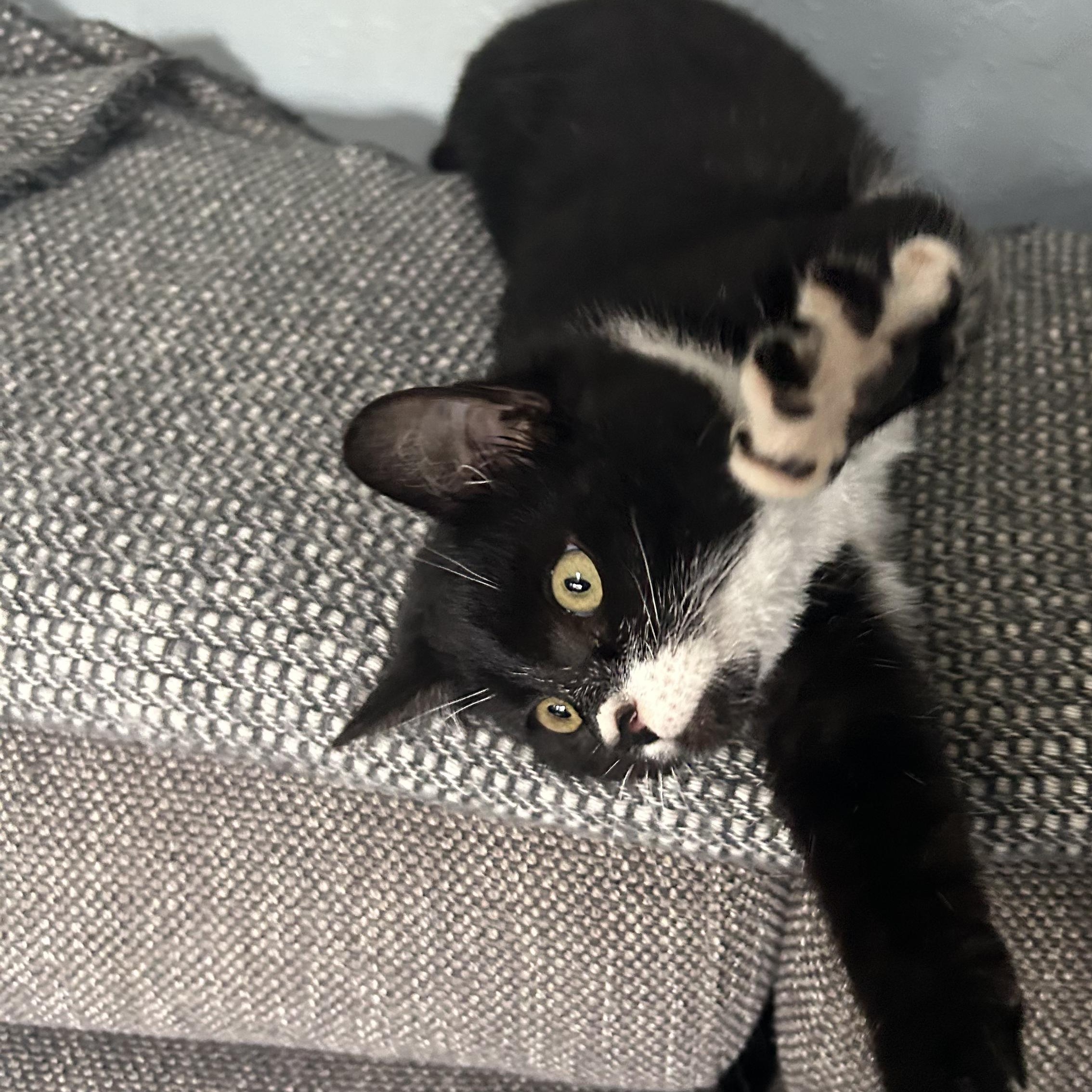 Dodge- Three Legged Kitten, an adopted Domestic Short Hair in Grass Valley, CA image 3/5