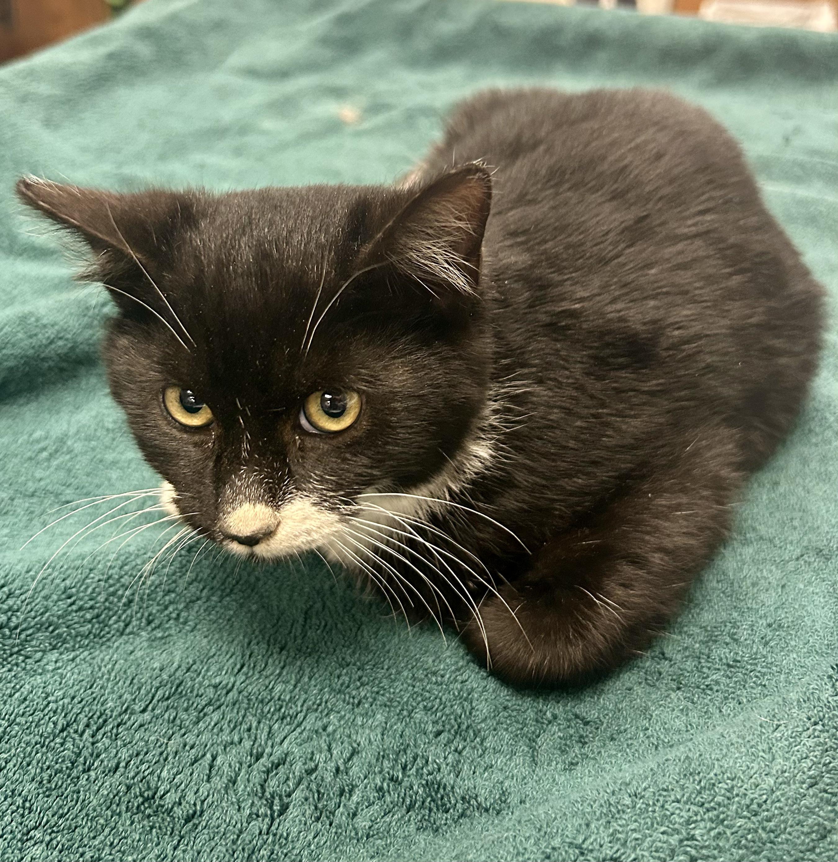 Dodge- Three Legged Kitten, an adopted Domestic Short Hair in Grass Valley, CA image 5/5