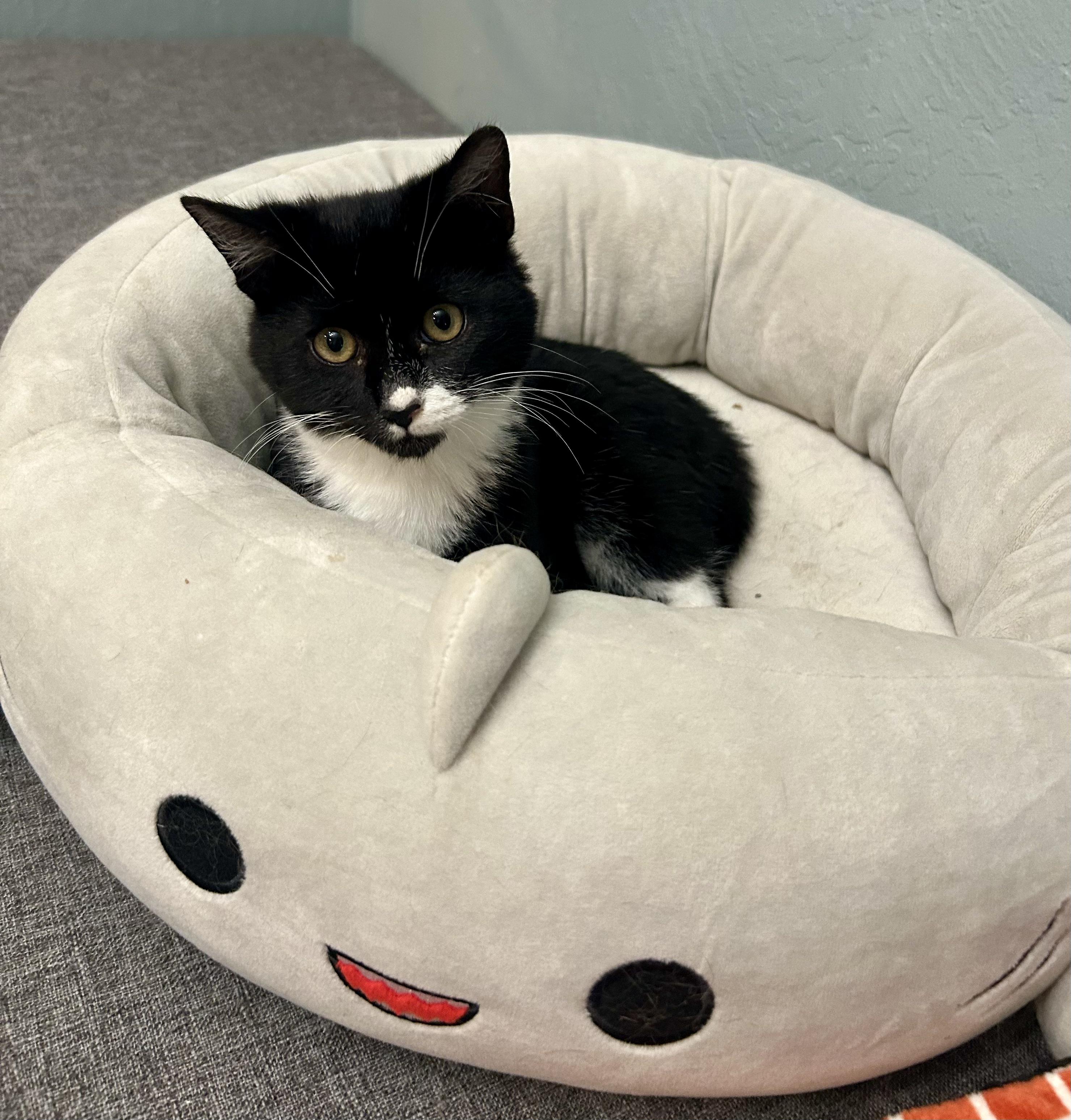 Dodge- Three Legged Kitten, an adopted Domestic Short Hair in Grass Valley, CA image 2/5