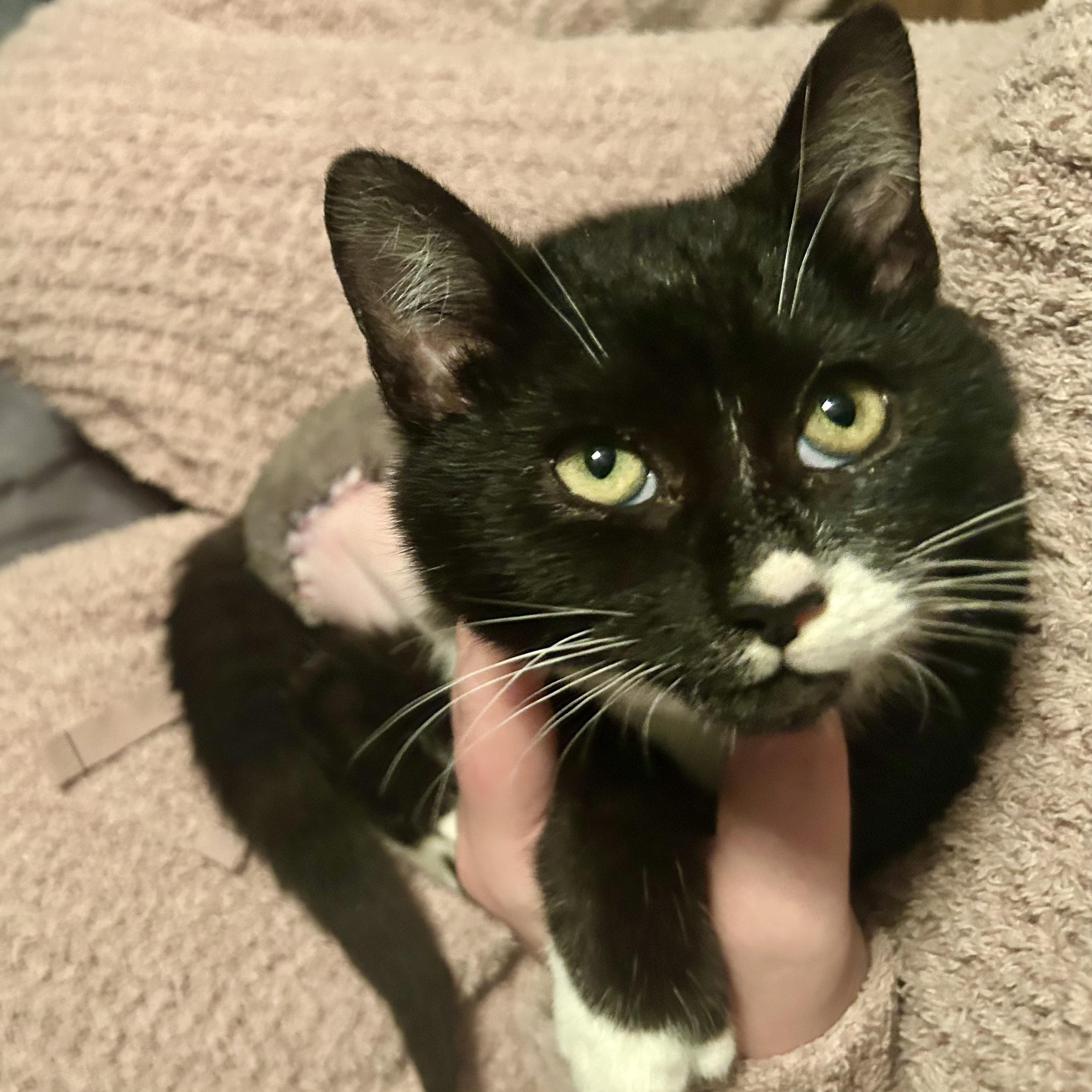 Dodge- Three Legged Kitten, an adopted Domestic Short Hair in Grass Valley, CA image 4/5